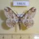 59831p Geometridae Iridopsis sp. emasculatum Dominicana $5