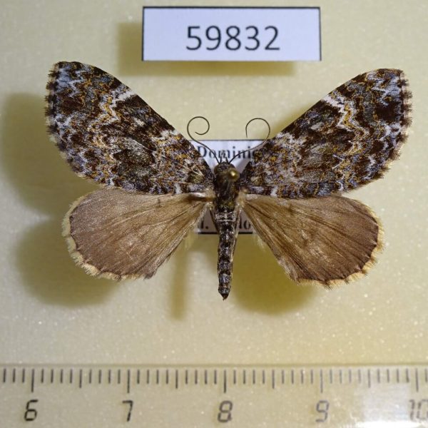 Geometridae Euphyia sp. Dominicana