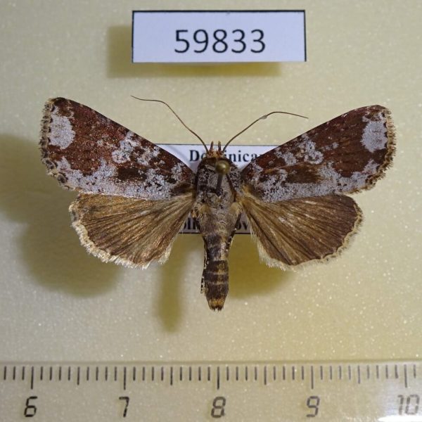 Noctuidae Condica cupentia f Dominicana