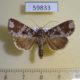 59833p Noctuidae Condica cupentia f Dominicana $5