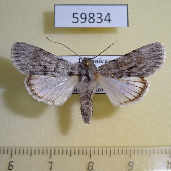 Noctuidae Neogalea sunia Dominicana
