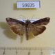 59835p Noctuidae Magusa orbifera Dominicana $5