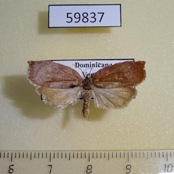 Tortricidae sp. Dominicana