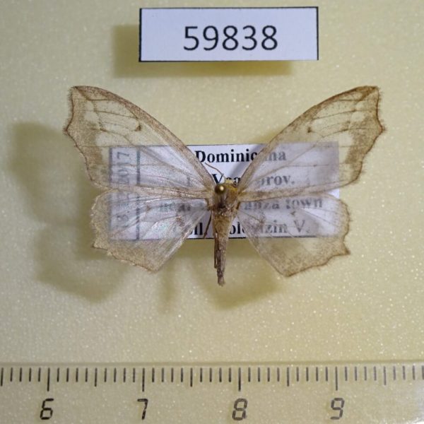 Geometridae Hydastocia ategua Dominicana