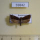 59842p Moth sp. Dominicana $3