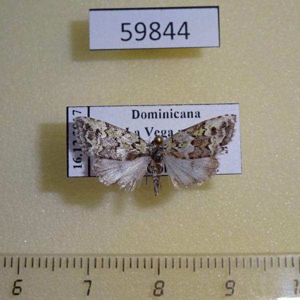 Tortricidae sp. Dominicana