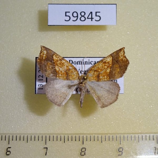 Geometridae Nematocampa resistaria Dominicana