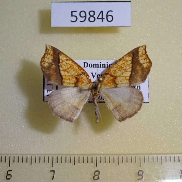 Geometridae Nematocampa resistaria Dominicana