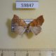 59847p Geometridae Nematocampa sp. Dominicana $3