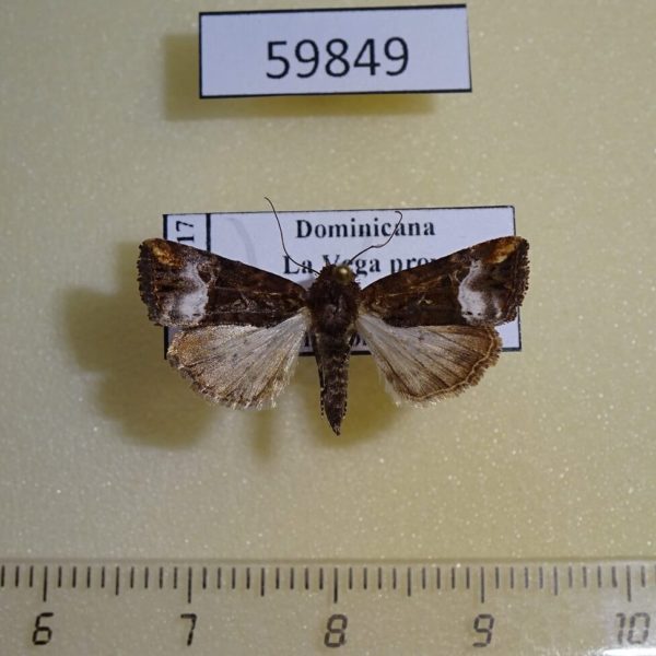 Noctuidae Elaphria chalcedonia f Dominicana