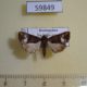 59849p Noctuidae Elaphria chalcedonia f Dominicana $6