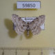59850p Geometridae Scopula sp. Dominicana $4