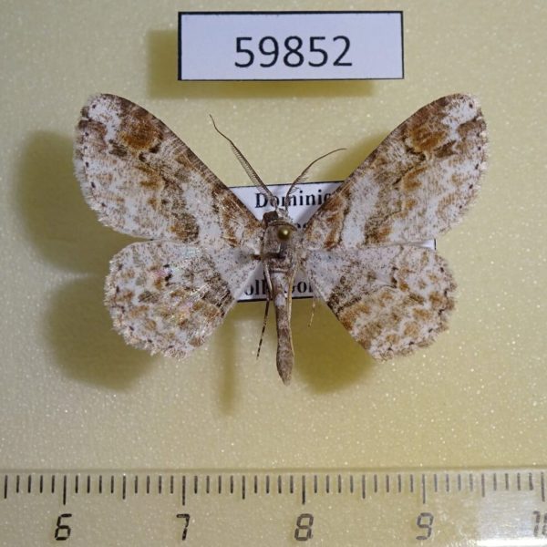 Geometridae Iridopsis sp. emasculatum Dominicana