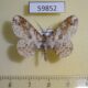 59852p Geometridae Iridopsis sp. emasculatum Dominicana $5