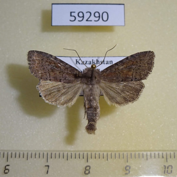 Noctuidae Parastichtis suspecta Kazakhstan