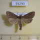 59290p Noctuidae Parastichtis suspecta Kazakhstan $6