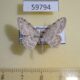 59794p Geometridae Scopula sp. Dominicana $2