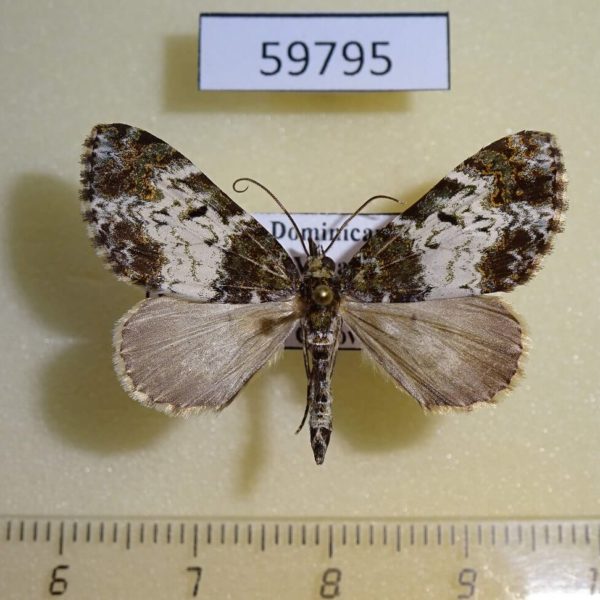 Geometridae Euphyia sp. Dominicana