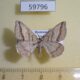 59796p Geometridae sp. Dominicana $3