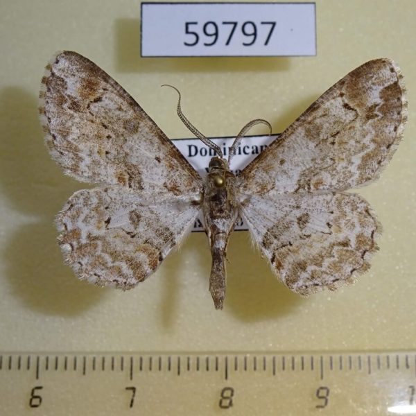 Geometridae Iridopsis emasculatum Dominicana