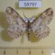 59797p Geometridae Iridopsis emasculatum Dominicana $5