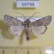 59798p Noctuidae Neogalea sunia Dominicana $6