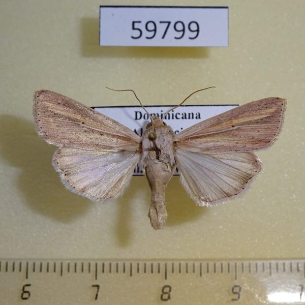 Noctuidae Leucania dorsalis Dominicana