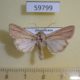 59799p Noctuidae Leucania dorsalis Dominicana $5