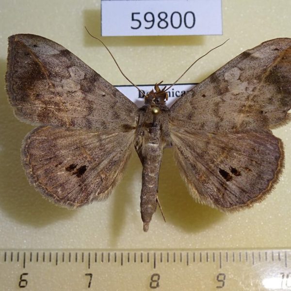 Noctuidae Anticarsia gemmatalis Dominicana