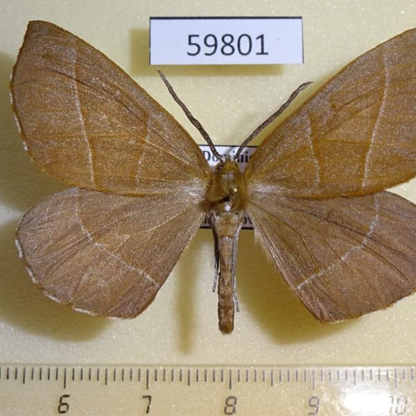 Geometridae sp. Dominicana