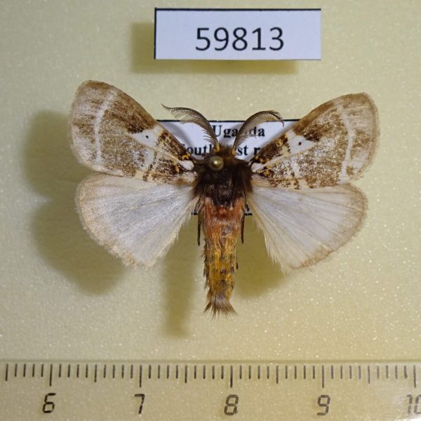 Lymantridae Morasa modesta Uganda