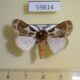 59814p Lymantridae Morasa modesta Uganda $12