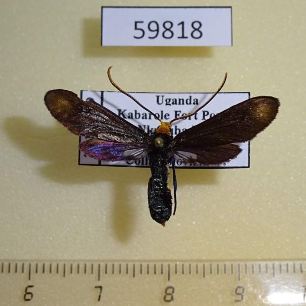 Zygaenidae Saliunca sp. kamilila Uganda