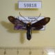 59818p Zygaenidae Saliunca sp. kamilila Uganda $9