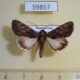 59857p Noctuidae Acroria pulchra Dominicana $5