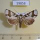 59858p Noctuidae sp. Dominicana $9
