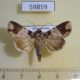 59859p Noctuidae Condica cupentia Dominicana $6