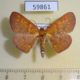 59861p Geometridae Ilexia intractata Dominicana $5