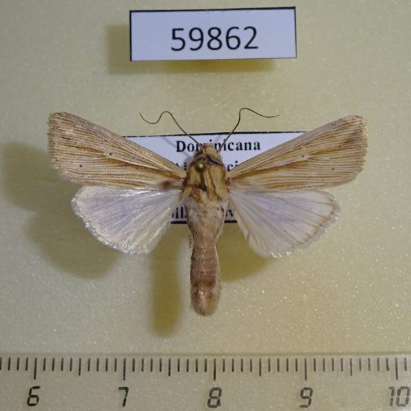 Noctuidae Leucania dorsalis Dominicana
