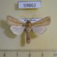 59862p Noctuidae Leucania dorsalis Dominicana $5