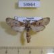 59864p Cossidae Aethalopteryx pindarus Uganda $9