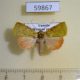 59867p Noctuidae Lophocrama phoenicochlora Uganda $8