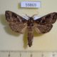 59869p Cossidae Oreocossus kilimanjarensis Uganda $15