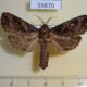 59870p Cossidae Oreocossus kilimanjarensis Uganda $15