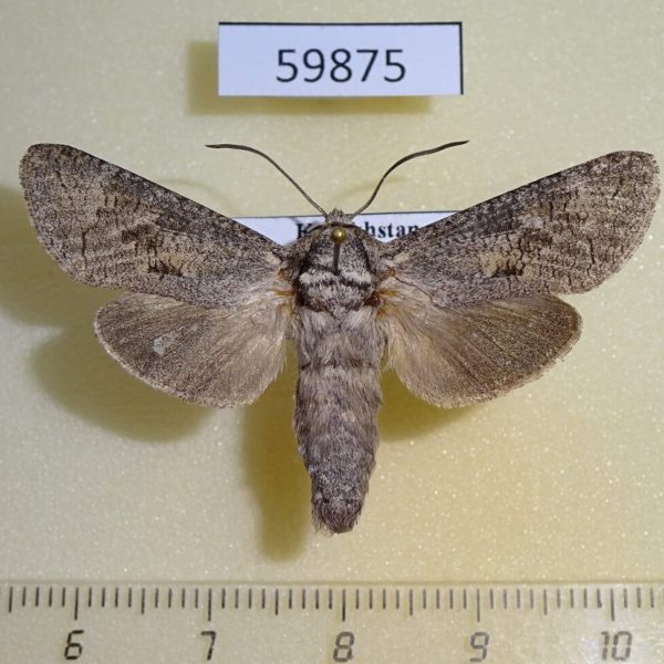 Cossidae Deserticossus consobrinus Kazakhstan