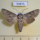 59875p Cossidae Deserticossus consobrinus Kazakhstan $12