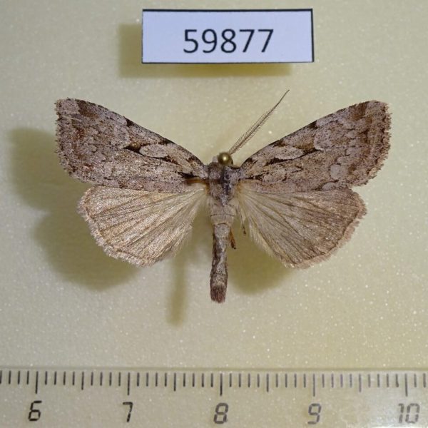 Noctuidae Xestia badicollis Canada