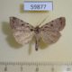 59877p Noctuidae Xestia badicollis Canada $8