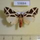 59884p Arctiidae Seydelia ellioti Uganda $10