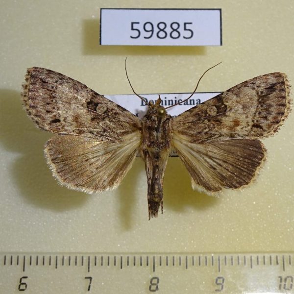 Noctuidae Perigea sp. berinda f Dominicana
